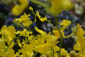 Orchidée jaune Dingue de Guedin