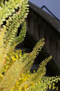 Fleurs jaunes pour Rhude